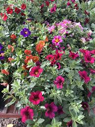 Image result for foto Million Bells