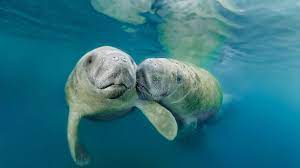 Simple Ways To Help Protect The Ocean's Most Gentle Creature, The Manatee -  Augusta Magazine