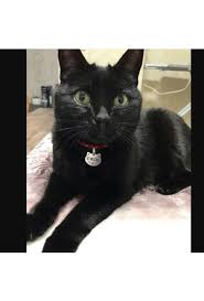 Kedi Tasmasi Modelleri Kedi Boyun Tasmasi Fiyatlari Hepsiburada