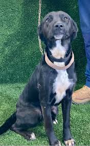 Harmony Hooves Healing Hearts