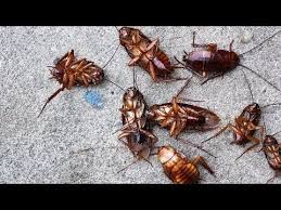 Allen pest control is a local family owned and operated business in coeur d'alene, id. 9 Itex Northern Idaho Home Garden Ideas Idaho Coeur D Alene Home And Garden