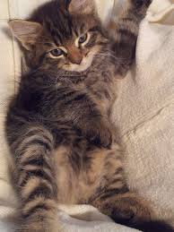 Katzenbaby maine coon mix gesucht. Puppies For Sale In Maine Classifieds Review At Puppies Api Ufc Com