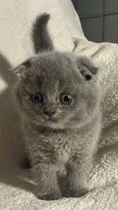 Scottish Fold Kittens For Sale At Celtic Folds Cattery Texas Scottish Fold Kittens Scottish Fold Cat Scottish Fold