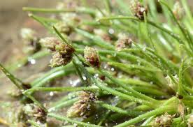 Image result for Isolepis setacea