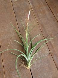 Tillandsia crocata copper penny (orange flowers) tillandsia crocata is species from brazil that has a beautiful fragrance. Crocata Copper Penny Tillandsiaaffair