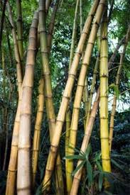 It would look great paired with a tall faux flower arrangement, or grouped with more of these grass artificial plants and positioned near a bookshelf for a natural finish. Bamboo The Giant Grass By Swapna Dutta