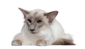Balinese Kedi Cinsi Standartlari Genel Vucut Tipi Ve Rengi De Dahil Olmak Uzere Cogu Bakimdan Siyam Kedisi Standardi Ile Aynidi Cute Kittens Siyam Kedisi Kedi