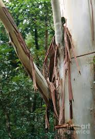 Image result for Eucalyptus sp.