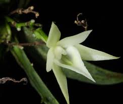 Image result for Ixora kalehensis