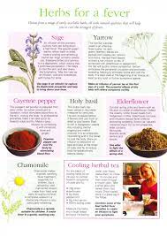 Herbs For A Fever Herbalism Herbal Medicine Healing Herbs