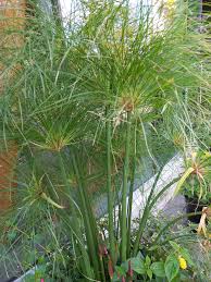 Image result for Cyperus niveus