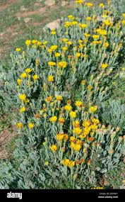 Image result for Hertia