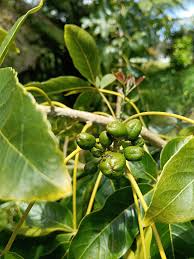 Image result for Casimiroa