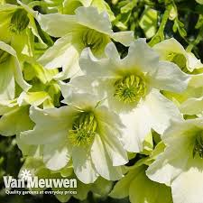 Clematis x cartmanii 'early sensation'. Clematis Early Sensation Van Meuwen