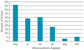 Managing Corn For Greater Yield