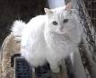 Turkish Angora Kittens for Sale & Cats for Adoption ...
