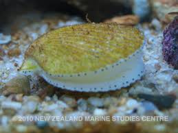 Image result for Gilgiochloa