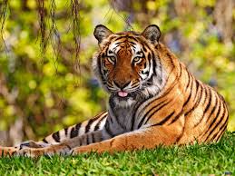Migi Mega Entertainment Animals Wallpapers The Best Animal Wallpapers You Ever Had Seen Cute Wild Animals Tiger Pictures Animals Wild