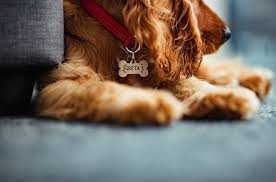 Biancaingrosso1 ingrosso.b@gmail.com samarbete@biancaingrosso.se visit my blog here biancaingrosso.se. Vikingar Greta Och Bianca Bakom Trendiga Hundnamn I Sverige Rover