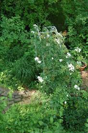 'darlow's enigma' bringt eine unmenge kleiner, zart duftender, ungefüllter weißer blüten hervor, bildet als großstrauchrose einen stattlichen, schön geformten busch, der selten unter zwei metern bleibt. Climbing To New Heights Gardeninacity
