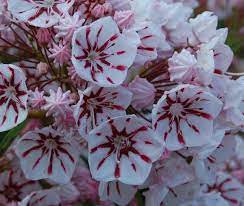 The bushes will range in height from 6 to 15 feet. Pin On Kalmia