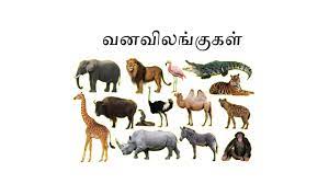 Pet Animals Name In Tamil Pet S Gallery