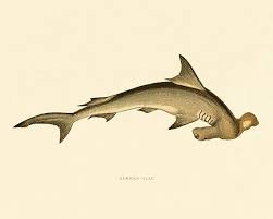 Shark Print Fish Vintage Prints Old Prints Natural History Etsy Shark Art Animal Drawings Shark Drawing
