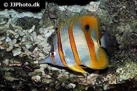 Miss Salt Tease : Fish Of The Week ~ Copperbanded Butterfly ~ Known To Eat  Aiptasia