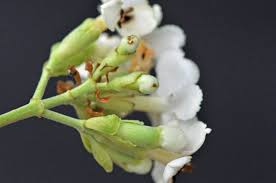 Image result for Schrebera trichoclada