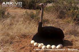 Bird That Looks Like An Ostrich Ostrich Photo Struthio Camelus G58112 Arkive Ostriches South African Birds Pet Birds