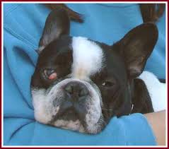 Female and males french bulldog utd on shots very friendly and sweet and full of energy very lovable needing to be rehomed asap pmed me.call ur us ()…. The Wisconsin Puppy Mill Project 10 Mar 07 Thorp Dog Auction Scrapbook Corey The French Bulldog