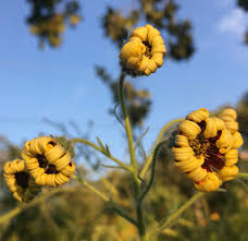 A great place to start selecting plants for your southern garden don't let the term native scare you into thinking your garden won't be beautiful. Native Food Plants Meet The Plants Vesper Meadow Education Program