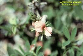 Image result for Tephrosia polystachya