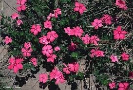 Image result for Secamone retusa