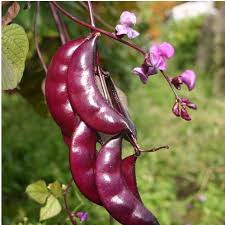 Image result for Dolichos petiolatus