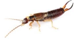 Perce Oreille Comment Se Debarrasser Des Perce Oreilles Tout Pratique