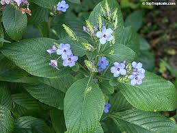 Image result for Eranthemum pulchellum