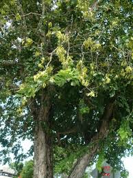 Image result for Dalbergia fischeri