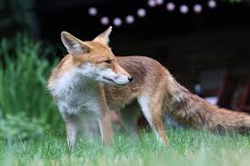 Garden Fox Fox Fox Squirrel Adorable