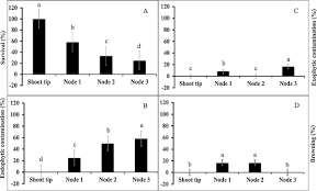 It is a fast growing tree when young, and the foliage is glossy green and lush and dense. Micropropagation Of A Difficult To Root Weeping Mulberry Morus Alba Var Shidareguwa A Popular Variety For Ornamental Purposes Sciencedirect