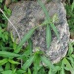 Image result for Aneilema lanceolatum