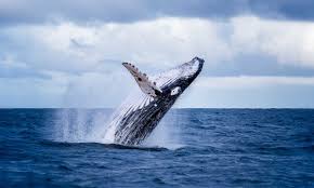 Photo about a humpback whale (megaptera novaeangliae) breaching the waters off puerto lopez, ecuador. The World S 12 Best Locations For Whale Watching Wanderlust