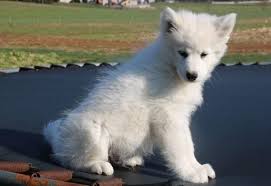 Samoyed puppies are one of the most beautiful dogs around and come with a friendly and playful attitude. Samoyed Puppies For Sale Labeb Open Souq