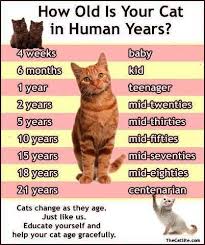 My Kitty Is 2 3 Years Old Even Though She Is Tiny And Looks Like A Kitten But Really Is In Her Mid 20 S Or Earl Benekli Kedi Guzel Kediler Kedi Kopek