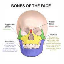 Facial Bones And Their Function Facial Bones Anatomy Bone Healing