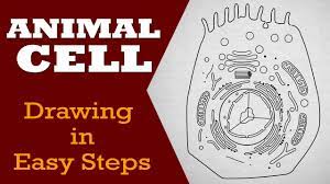 Animal cell model for class 9. How To Draw Animal Cell In Easy Steps Fundamental Unit Of Life Ncert Class 9th Biology Science Youtube