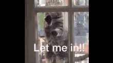 Let Me In Gifs Tenor