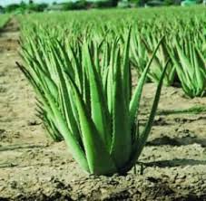 Aloe Vera Sari Sabir Sifali Bitkiler Goruntuler Ile Bitki Aloe Otlar