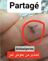 تحذير من بعوض النمر الزاعجة المنقطة بالأبيض Aedes Albopictus هي نوع منالبعوضيات تعرف أيضا بعوضة الببر الآسيوي أو النمر أو بعوضة الغابة الانتشار الأص Insta