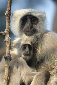 Common Langur Monkey Monkey Mona Lisa Http Worldwide Birding Tours Com Animals Beautiful Animals Wild Animal Planet